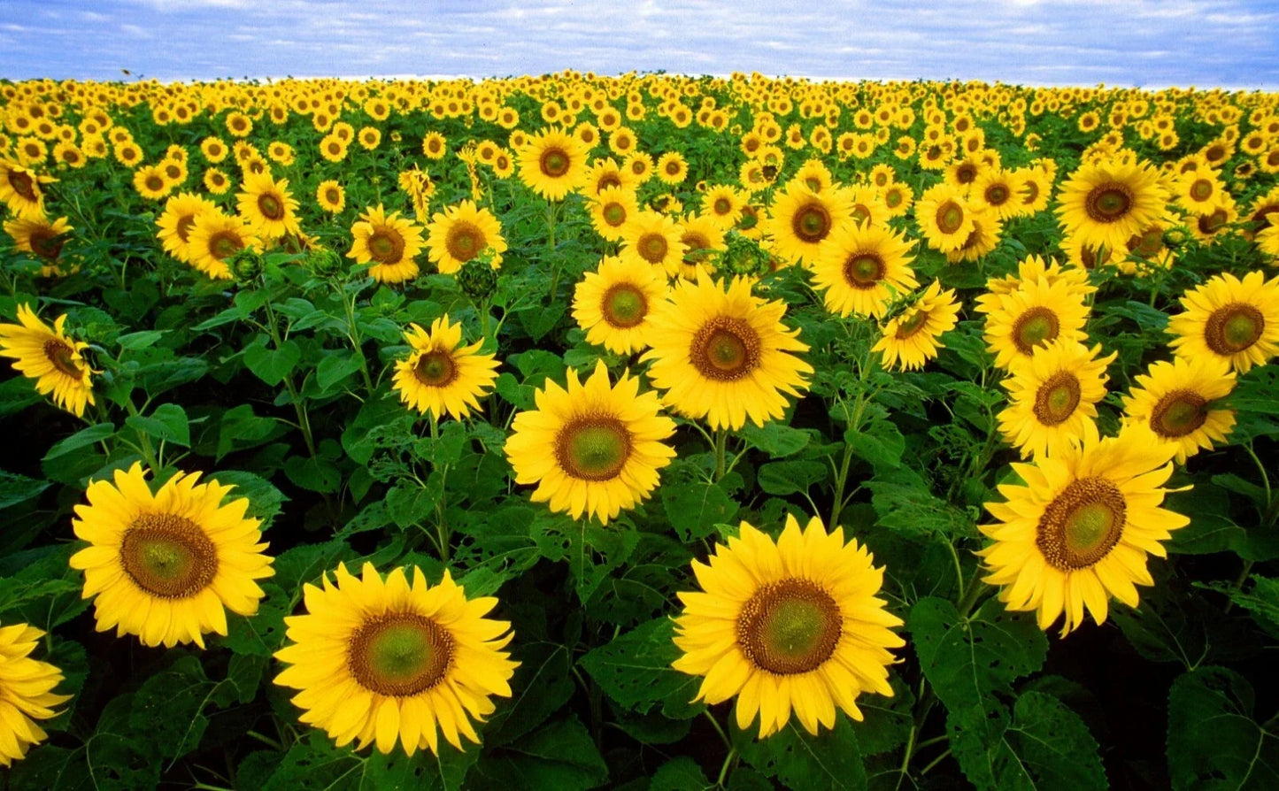 Autumn Beauty Sunflower Seeds 100 Pack Helianthus annuus Colorful Garden Flowers for Pollinators