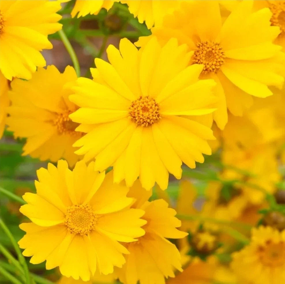 Lanceleaf Coreopsis Seeds - 50+ Bright Yellow Flowers - Coreopsis lanceolata - Perennial Wildflower for Borders & Pollinators