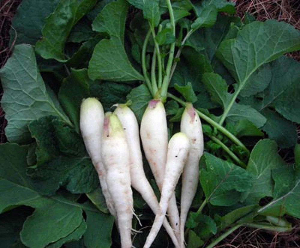 White Lady Radish Seeds - Non-GMO, Heirloom, Raphanus sativus, 50 Pack, Fast-Growing, Crisp White Radishes for Home Gardens