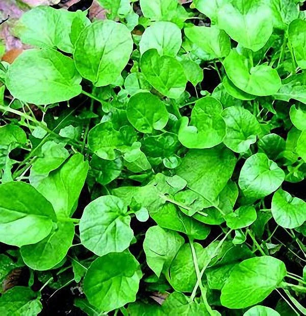 Upland Cress Seeds - 500+ Non-GMO Microgreen Seeds for Vegetable Gardens