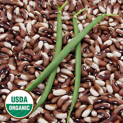 Organic Painted Pony Beans Seeds - 10 Pack - Heirloom Stringless Bush Snap or Dry Beans