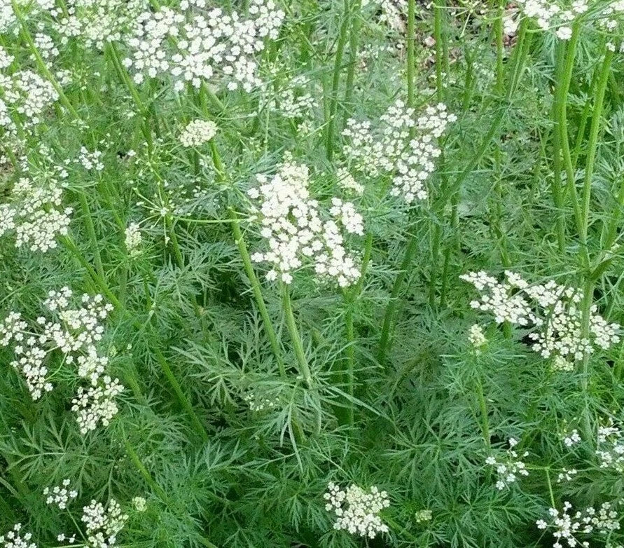 Cumin Seeds 300+ | Cuminum cyminum Herb for Garden & Cooking