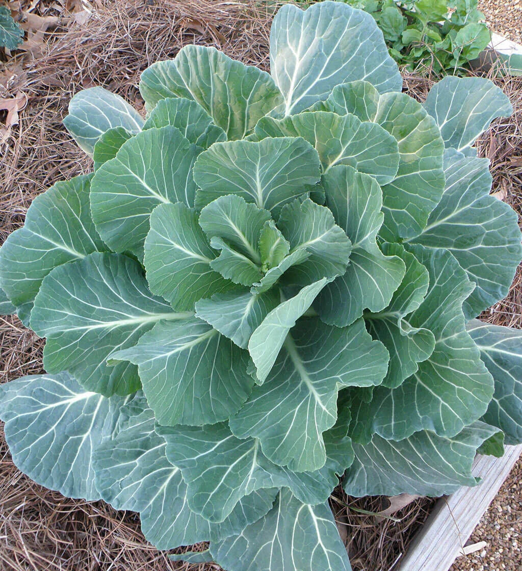 Collard Seeds Georgia Collard Variety Non-GMO Brassica oleracea