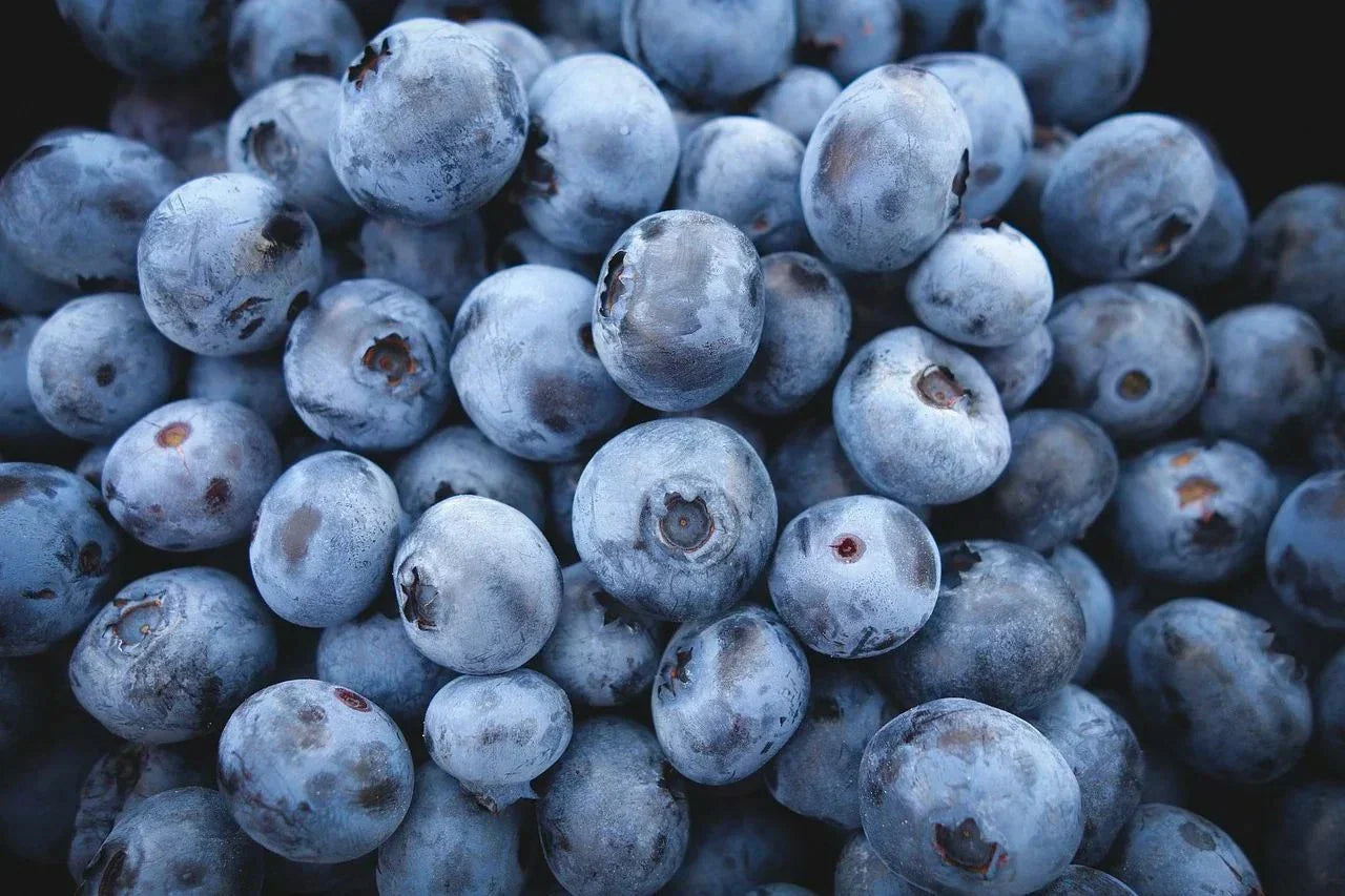 Highbush Blueberry Seeds - 200 Count Organic Vaccinium corymbosum for Home Gardening