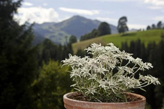 Edelweiss Herb Seeds - 200+ Leontopodium Alpinum Alpine Perennial Flower Seeds