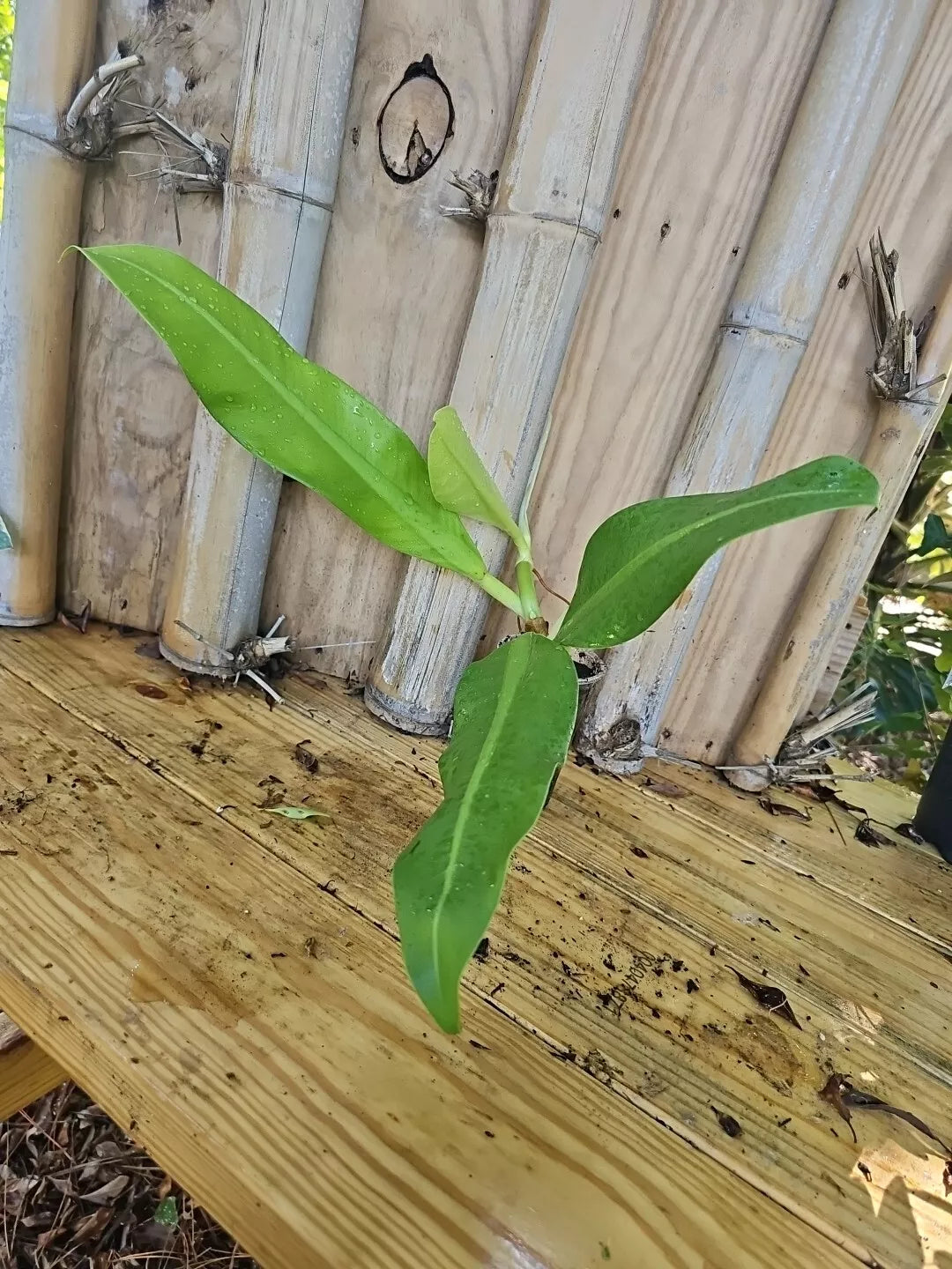 Mature Philodendron Crassinervium Plant - Crawler 3" Pot Rooted Top Cutting Indoor Green Foliage