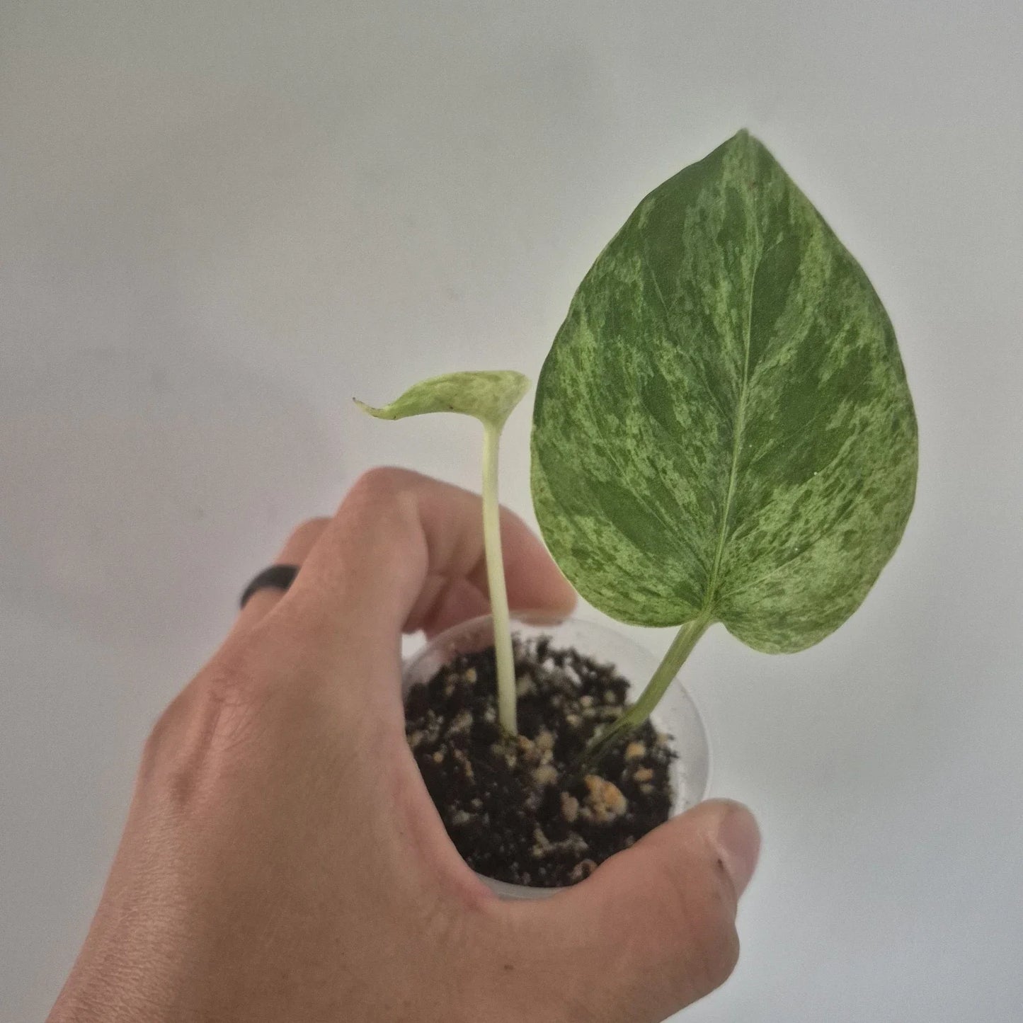 Marble Queen Pothos Starter Plant 4-Inch Pot Indoor Houseplant Epipremnum aureum Variegated Foliage