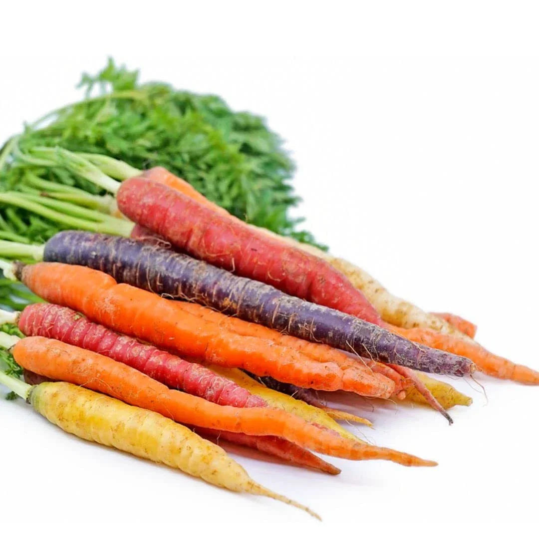 Rainbow Carrot Seeds | Non-GMO Heirloom Vegetable Seeds | 750 Count | Daucus carota