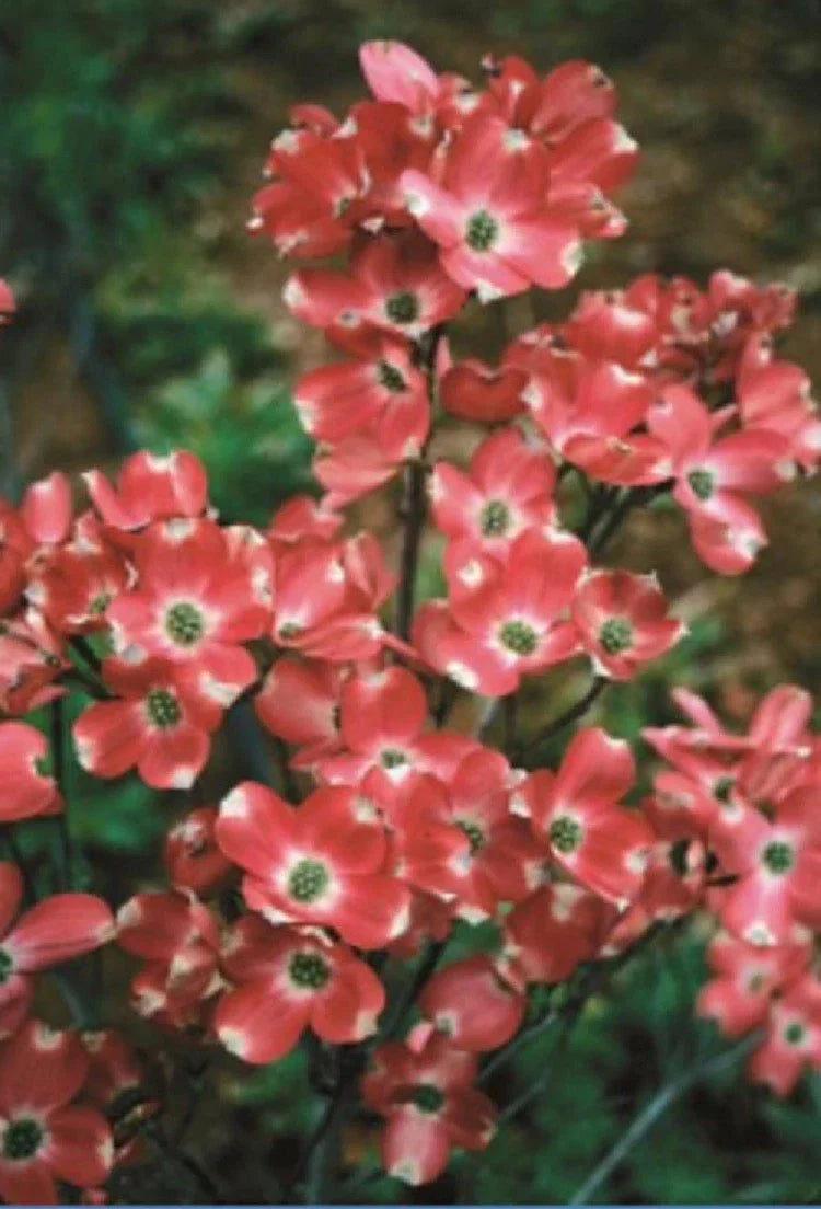 Red Pygmy Dogwood Seeds - 5 Pack - Cornus 'Pygmaea' Flowering Tree with Fall Color