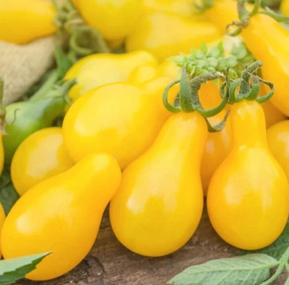 Yellow Pear Cherry Tomato Seeds - Non-GMO Indeterminate Solanum lycopersicum, Sweet, Vibrant Yellow, Pack of 100+ Seeds