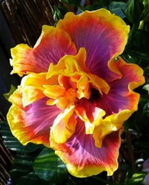 Small Tropical Hibiscus Starter Plant - Gator Magic - Hibiscus rosa-sinensis - Bare Root, Vibrant Color, Butterfly & Hummingbird Attracting