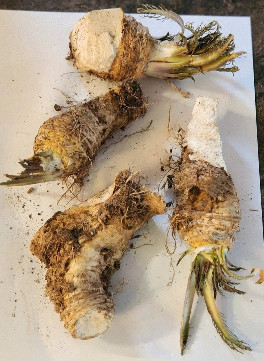 Organic Horseradish Root Pieces for Planting – Cochlearia armoracia, Non-GMO, Heirloom, Fresh Herb Gardening