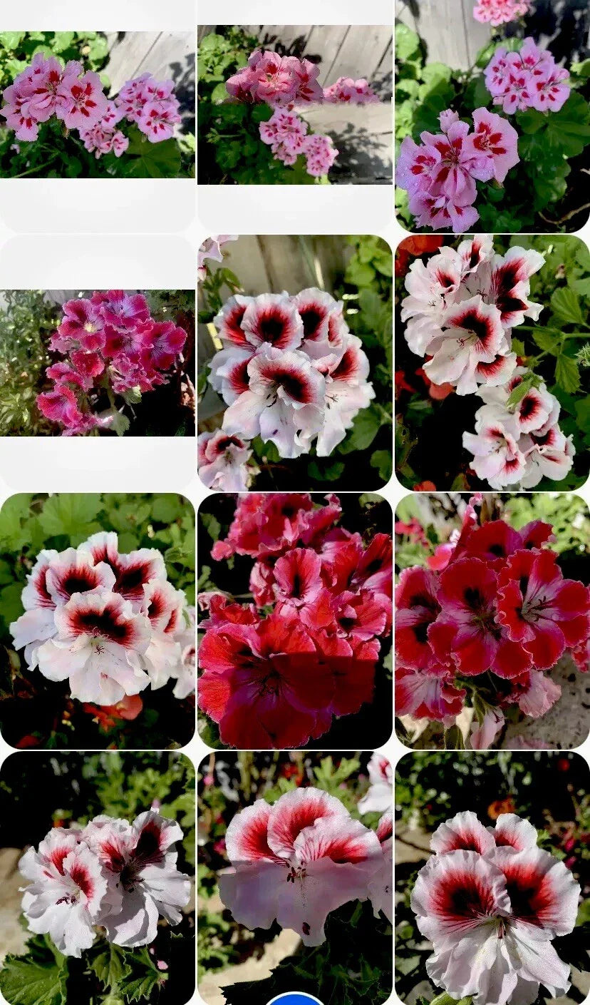 Geranium Perennials Collection - 3 Varieties of Pelargonium in 3" Pots