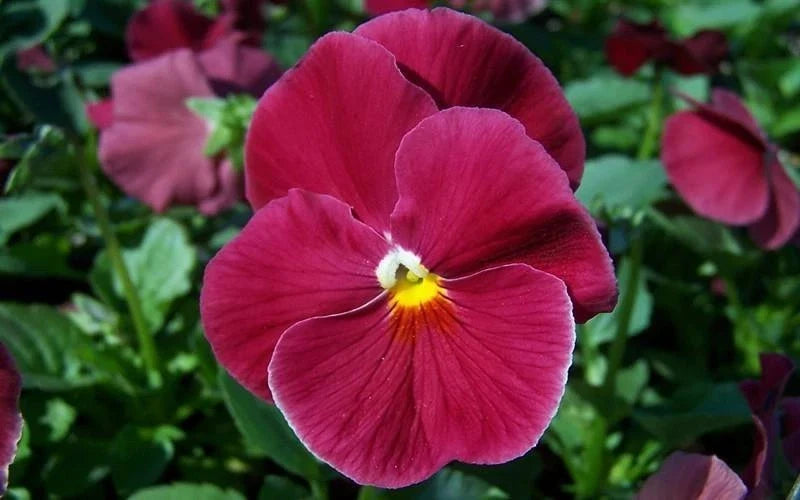 Pansy Seeds 50 Count - Delta Pure Rose Viola tricolor var. hortensis - Bright Pink Flowers for Gardens & Containers
