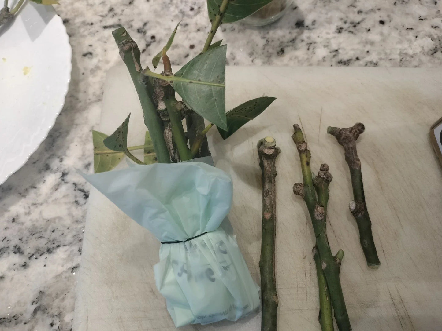Mango Tree Scions – Orange Sherbet, Madam Francis, Chausa – Grafting Fruit Varieties for Home Garden