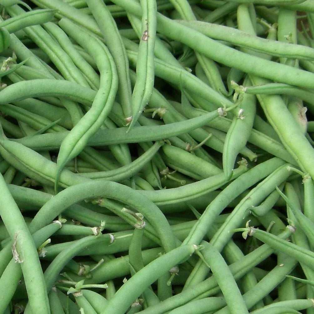 Stringless Green Bean Seeds - Non-GMO, Phaseolus vulgaris, Organic Gardening, Bush Variety, Burpee Seeds