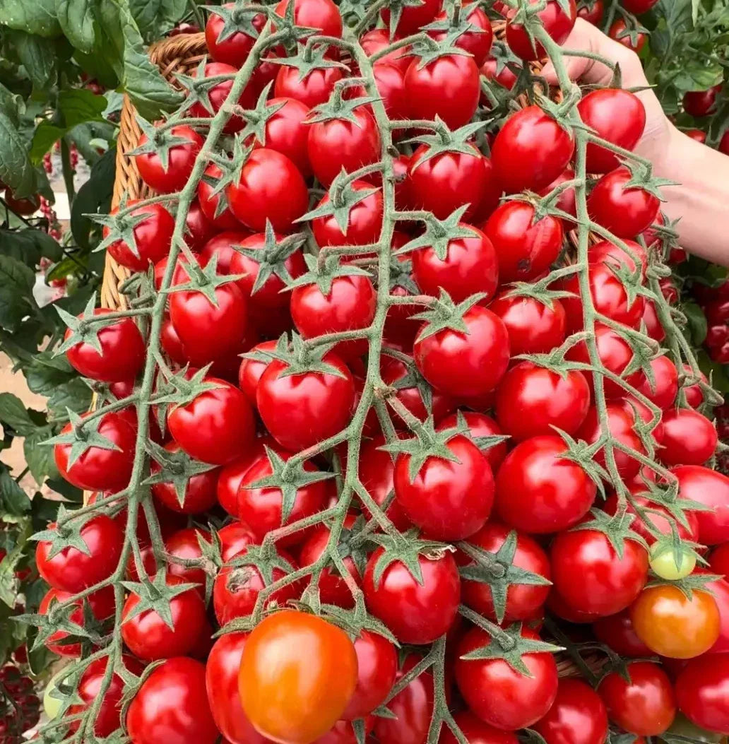 Waterfall Tomato Seeds - 10+ Organic Heirloom High Yield Sweet Tomatoes