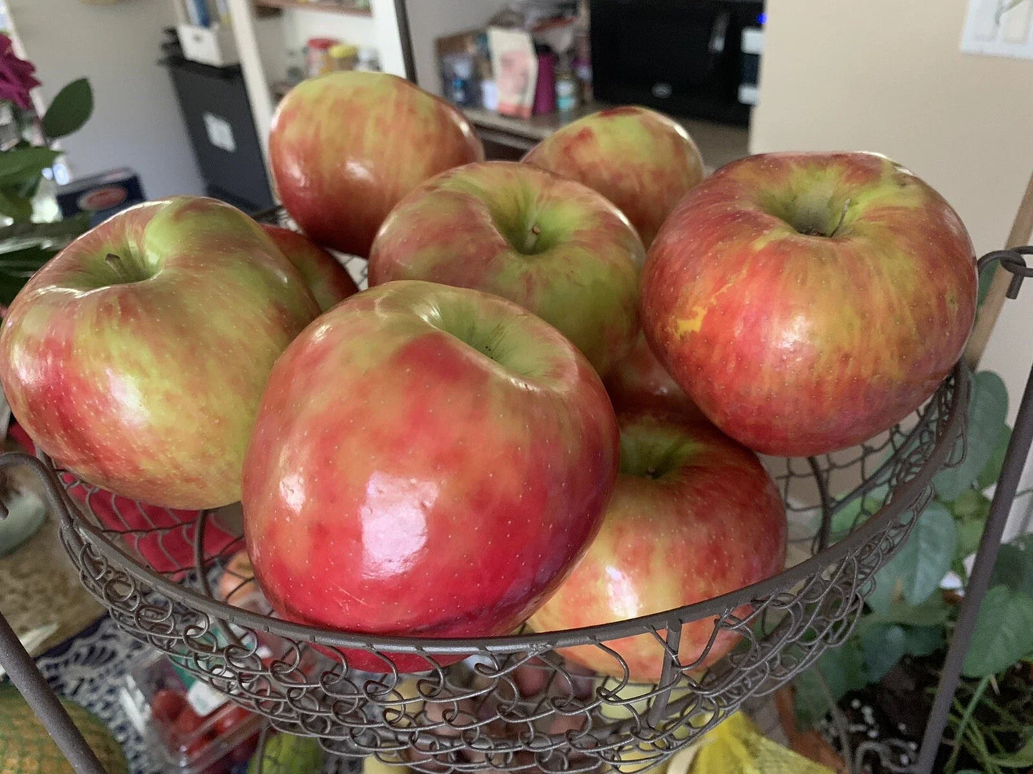 Honeycrisp Apple Seeds - Organic Non-GMO Fruit Tree Seeds for Home Gardening - Malus domestica