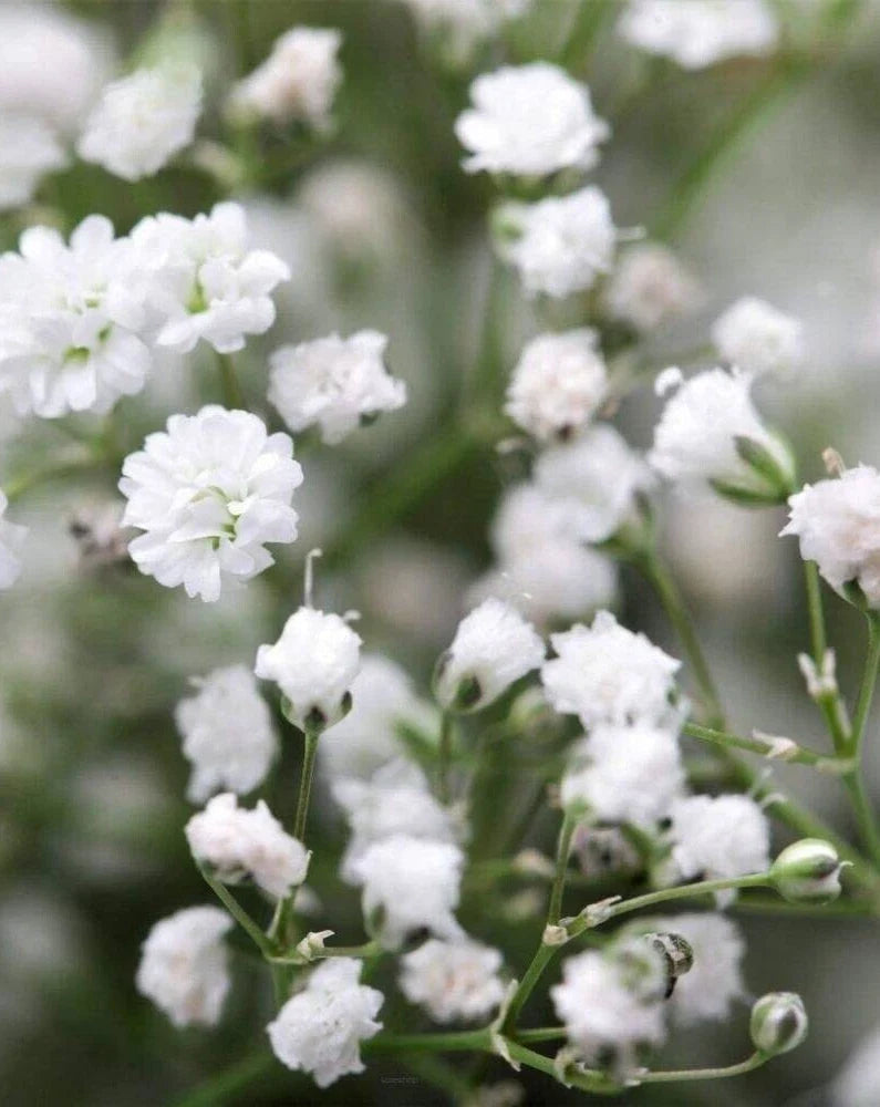 Gypsophila 'Double Snowflake' Seeds - Baby's Breath Flower Seeds for Garden & Floral Arrangements - White Blooms, Easy to Grow, 35 Pack