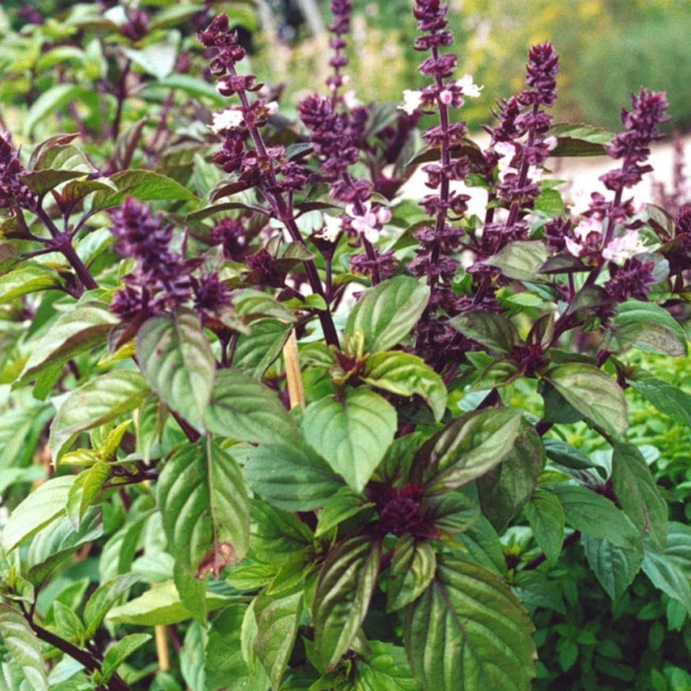 Licorice Basil Seeds - Anise Flavor Herb for Planting, Ocimum Basilicum Anise, Culinary & Pollinator Attractant, 100 Seeds