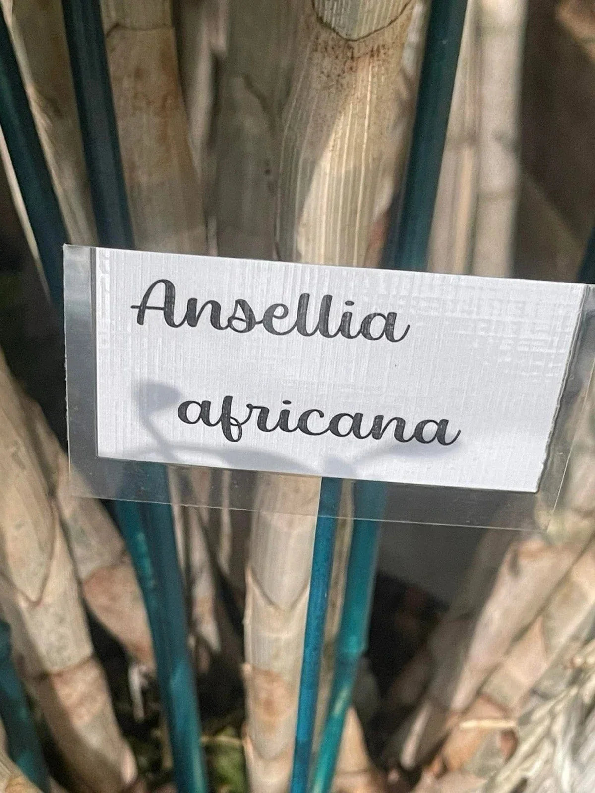 Orchid Cuttings 5 Pack Ansellia Africana Epiphytic Orchid for Propagation, Indoor & Outdoor Gardening