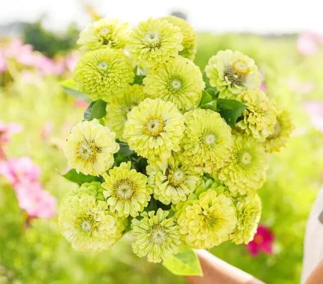 Zinnia Seeds for Planting - Green Envy (100 Seeds) - Zinnia elegans - Vibrant Green Flower Seeds