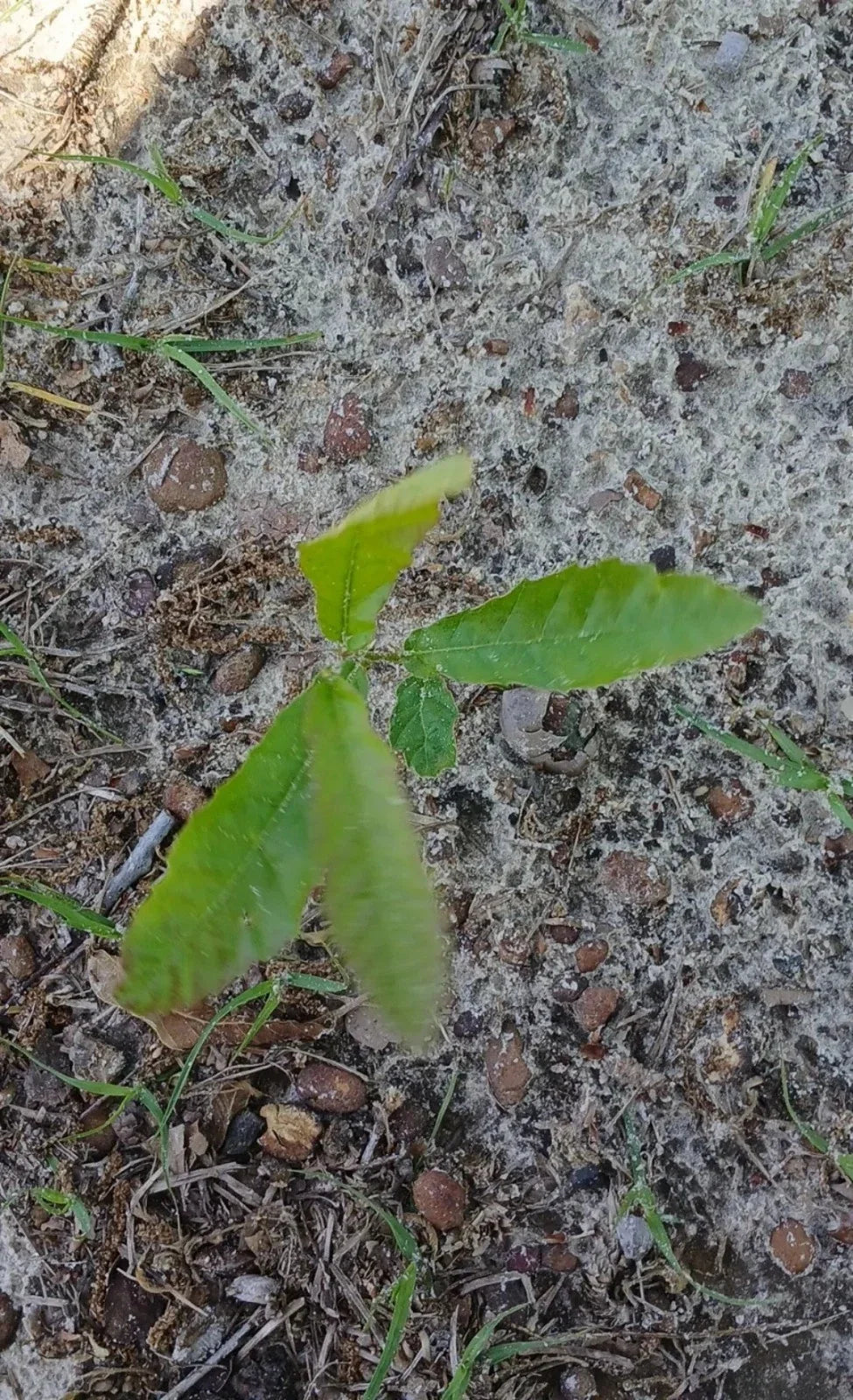 Sawtooth Oak Seedlings 5-Pack | Fast-Growing Quercus acutissima Live Plants for Landscaping & Reforestation