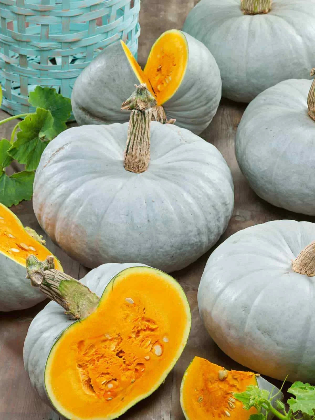 Blue Prince Pumpkin Seeds - Cucurbita pepo, Vining, Large, Non-GMO, for Gardening & Harvesting