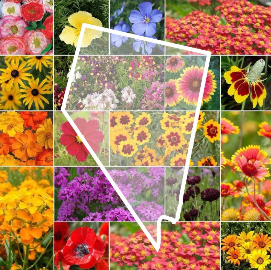 Wildflower Seed Mix - Nevada State Flower Perennials & Annuals - Non-GMO 1000 Seeds