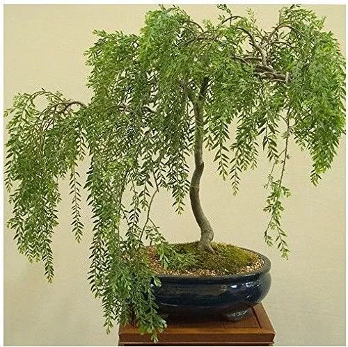 Australian Willow Bonsai Cutting | Large Thick Trunk | Salix babylonica Live Plant for Indoor Outdoor Gardening