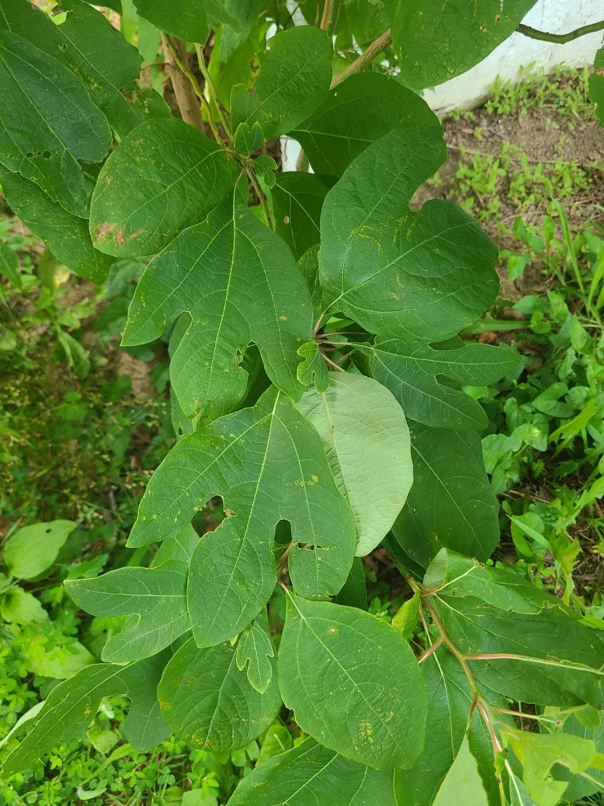 Organic Sassafras Trees - Bare Root 5-11 Inches - Sassafras albidum - Deciduous Shade Tree for Garden Landscaping