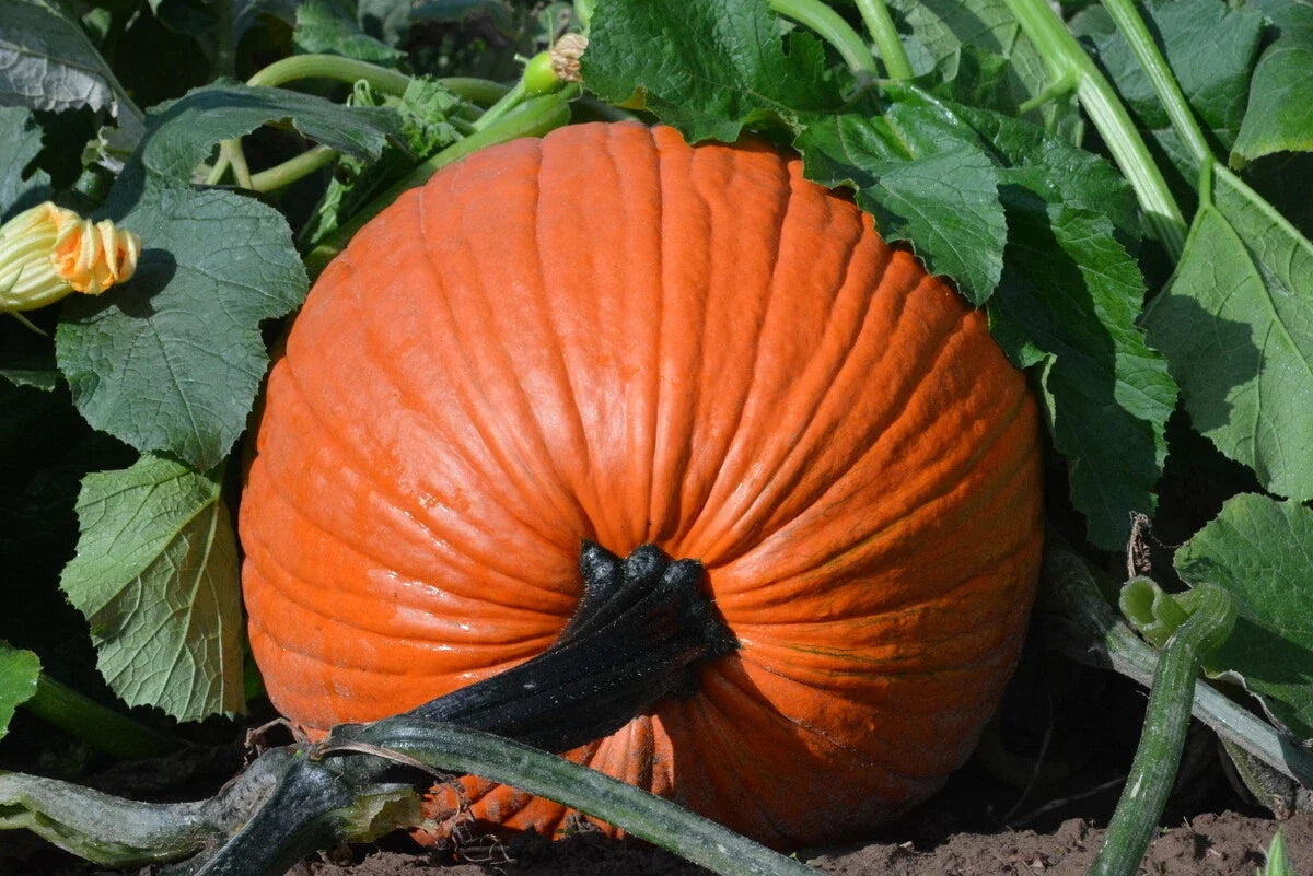 Pumpkin Seeds, Large Jack O'Lantern, Everest Cucurbita pepo, Open-Pollinated, Non-GMO, Full Sun, Seasonal Garden