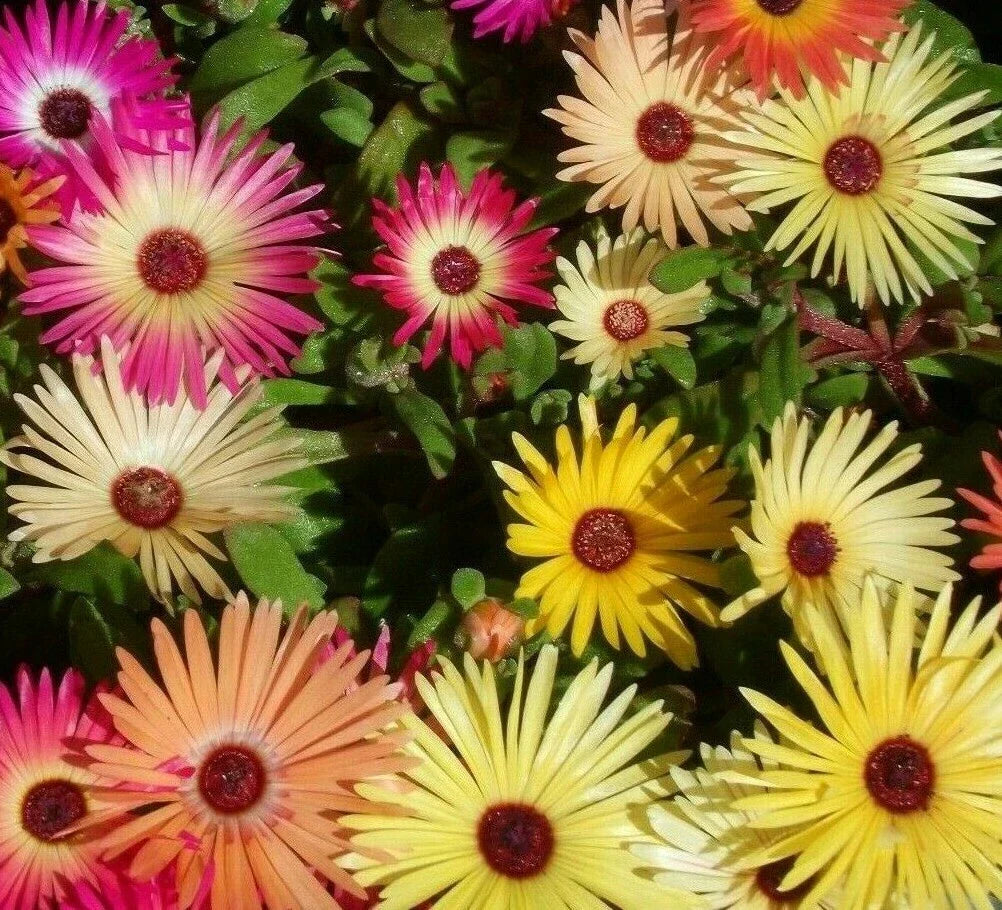 Ice Plant Flower Seeds 2000+ Mixed Colors | Livingstone Daisy Seeds Delosperma spp.