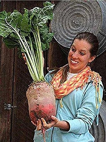 Mammoth Mangel Beet Seeds - 50 Pack, Heirloom Beta vulgaris, Large Root Vegetable for Gardening