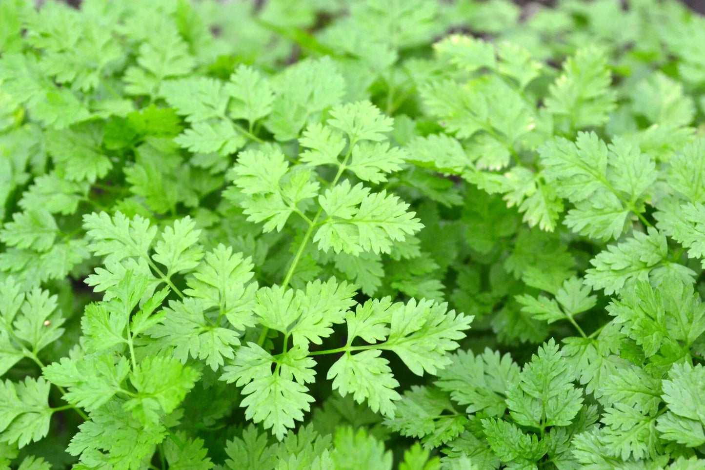 Chervil Seeds 500+ Gourmet Plain Leaf Herb Anthriscus cerefolium for Herb Garden