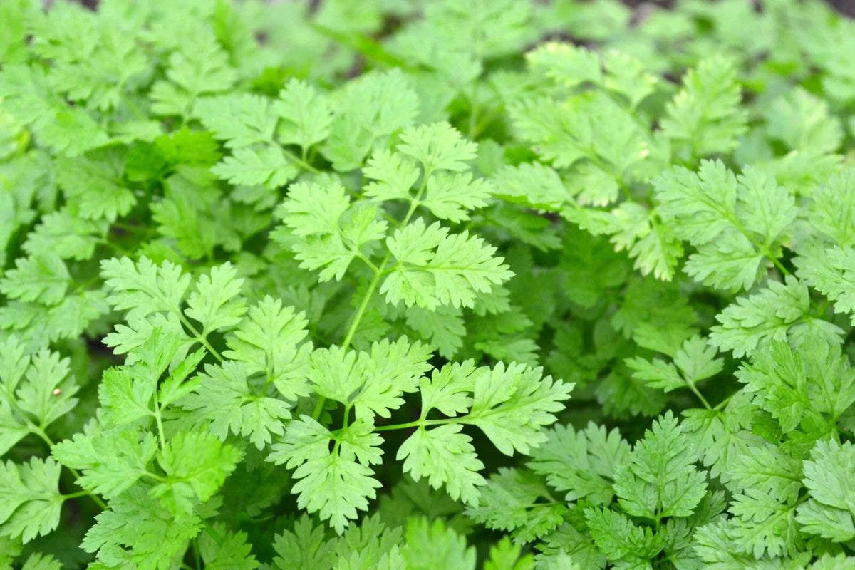 Chervil Seeds 500+ Gourmet Plain Leaf Herb, French Parsley, Anthriscus cerefolium, Culinary Herb Seed Packet
