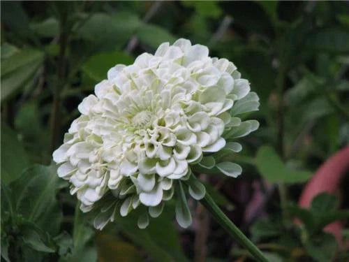 Zinnia Seeds - 170 Count Polar Bear White Flower - Zinnia elegans
