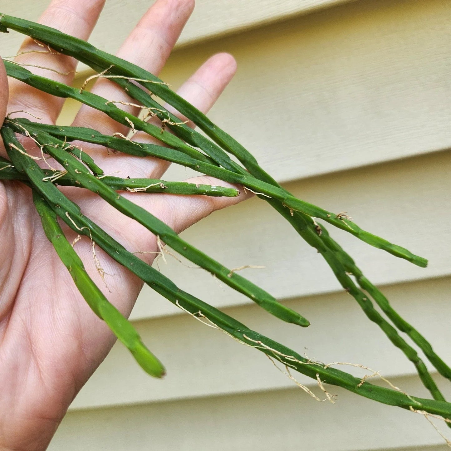 Rhipsalis paradoxa minor Cuttings - 3 Pieces, Trailing Tropical Succulent Plant, Indoor Hanging Plant, 6 Inches