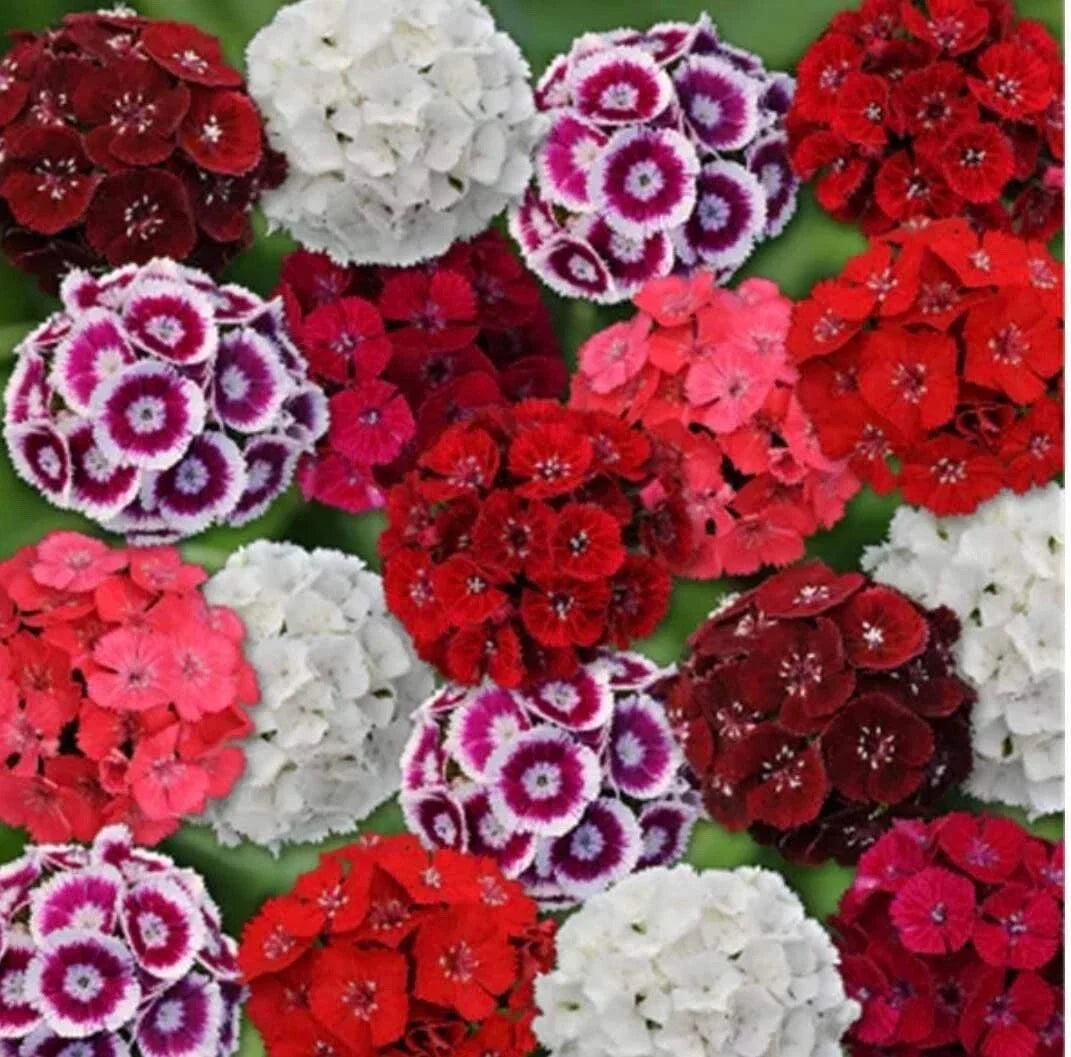Sweet William Seeds - 200 Mixed Color Dianthus barbatus Flower Seeds for Borders & Cuttings