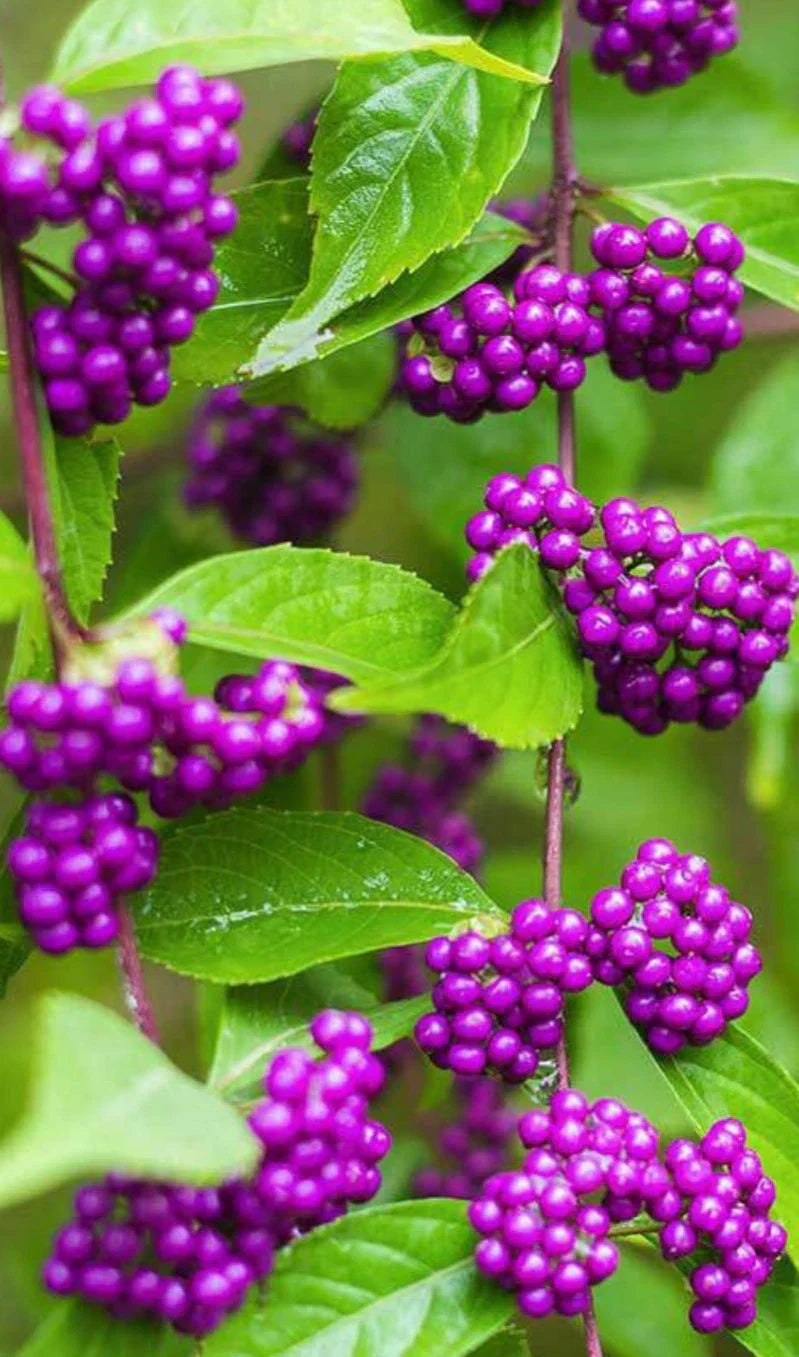 American Beauty Berry Bush Seedling 6" Tall - Callicarpa americana with Purple Berries