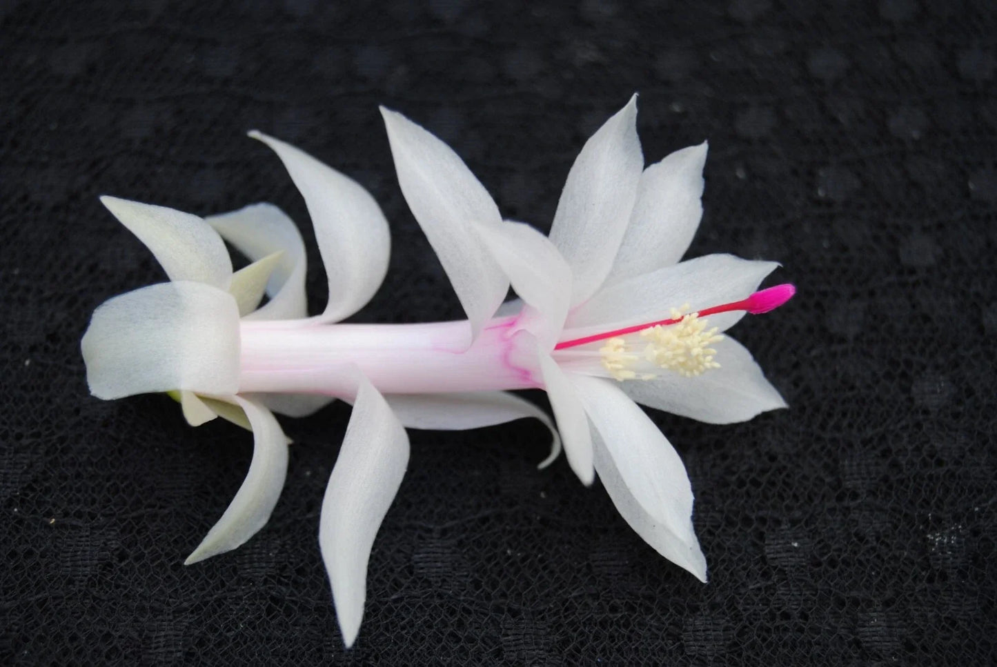 Christmas Cactus Starter Plant - Livia Variety - Schlumbergera Truncata - Indoor Houseplant Gift - 4-Inch Pot