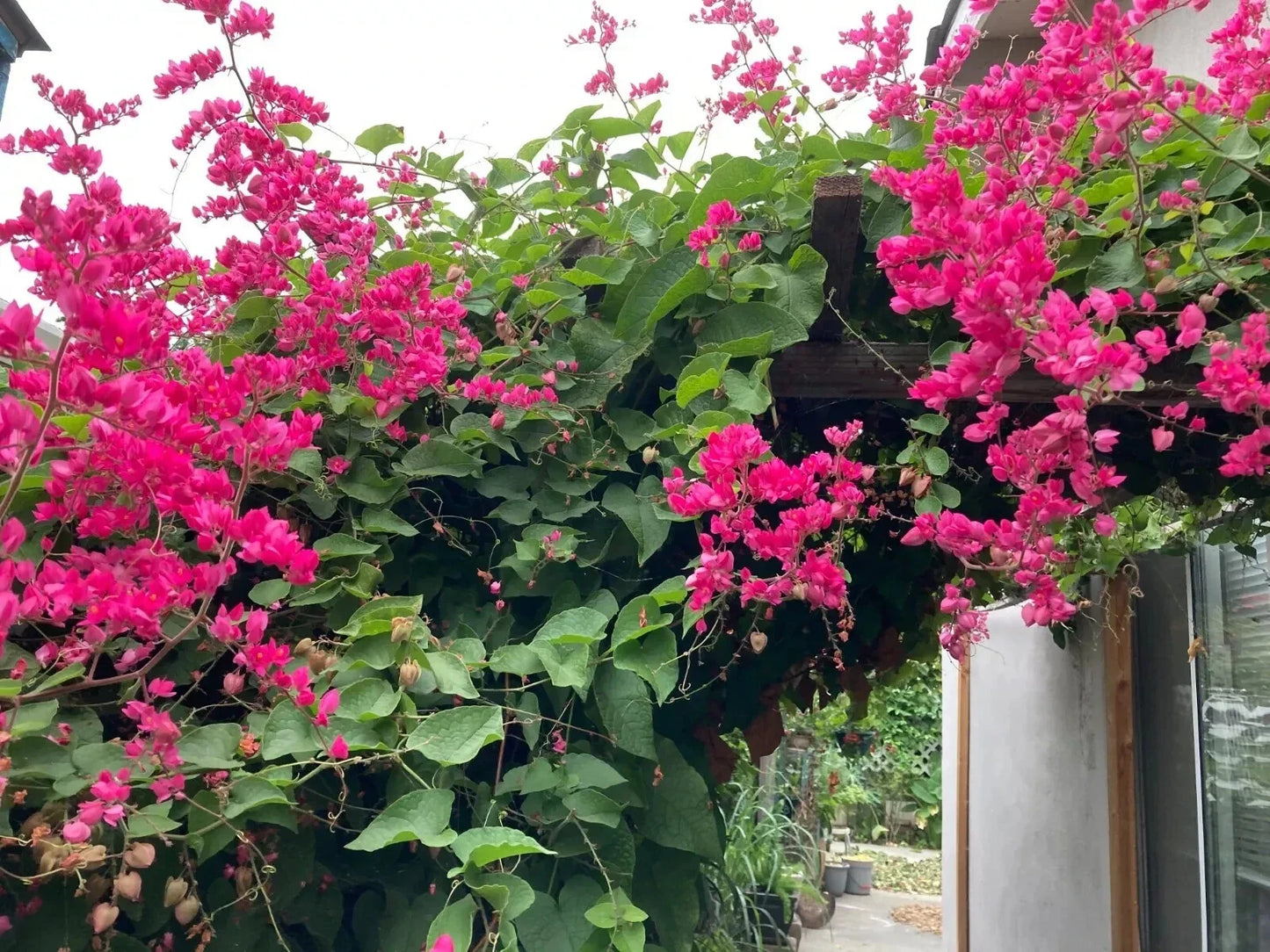 Coral Vine Seeds Pink Flower Mexican Creeper Antigonon leptopus Climbing Plant for Garden & Landscape