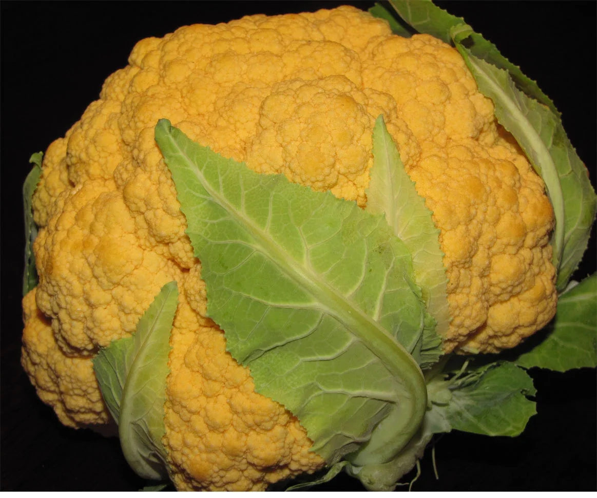 Cheddar Cauliflower Seeds - 25+ Premium Brassica oleracea var. botrytis Seeds for Home Garden, Vibrant Orange Head, Easy to Grow