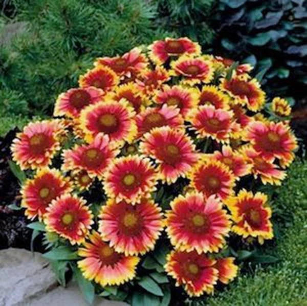 Gaillardia Seeds 100 Pack Bright Yellow Red Flowers Gaillardia pulchella Perennial
