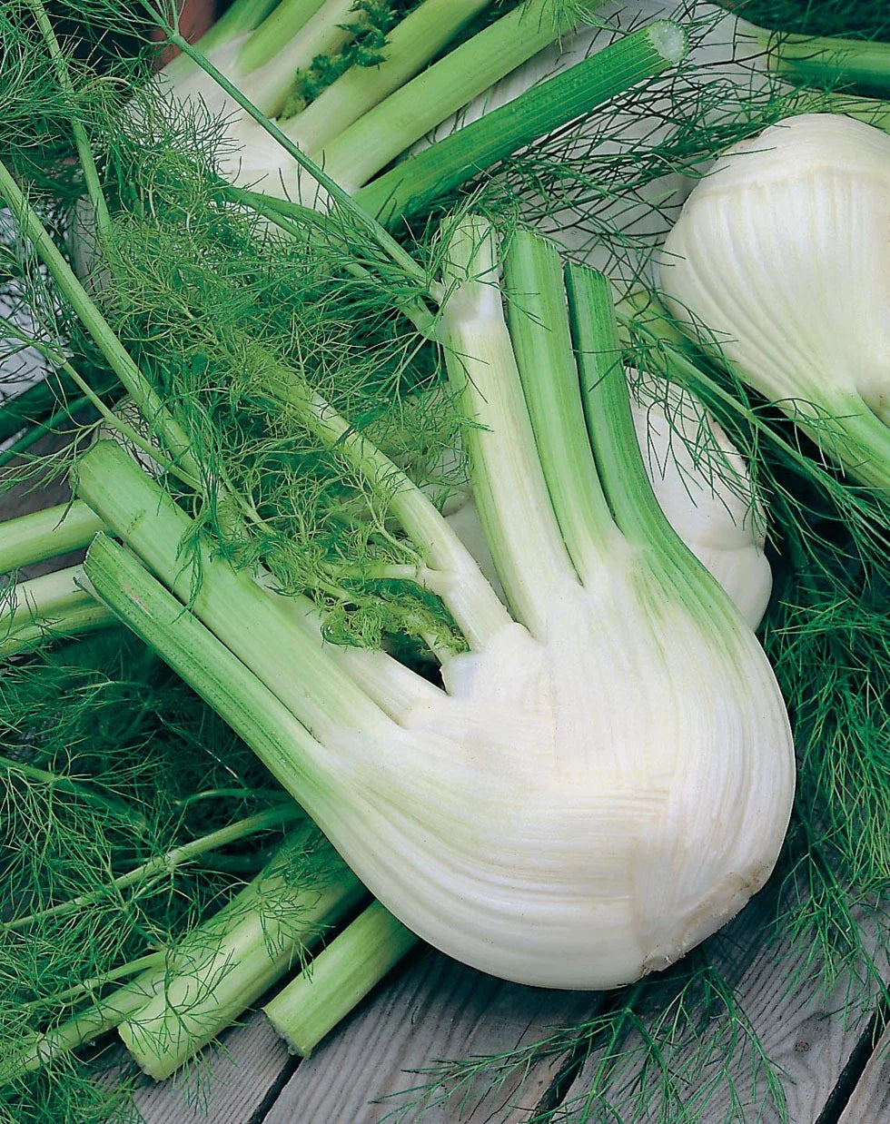 Florence Fennel Herb Seeds – 250+ Foeniculum vulgare var. dulce, Aromatic, Culinary, Easy to Grow, Non-GMO Seed Pack