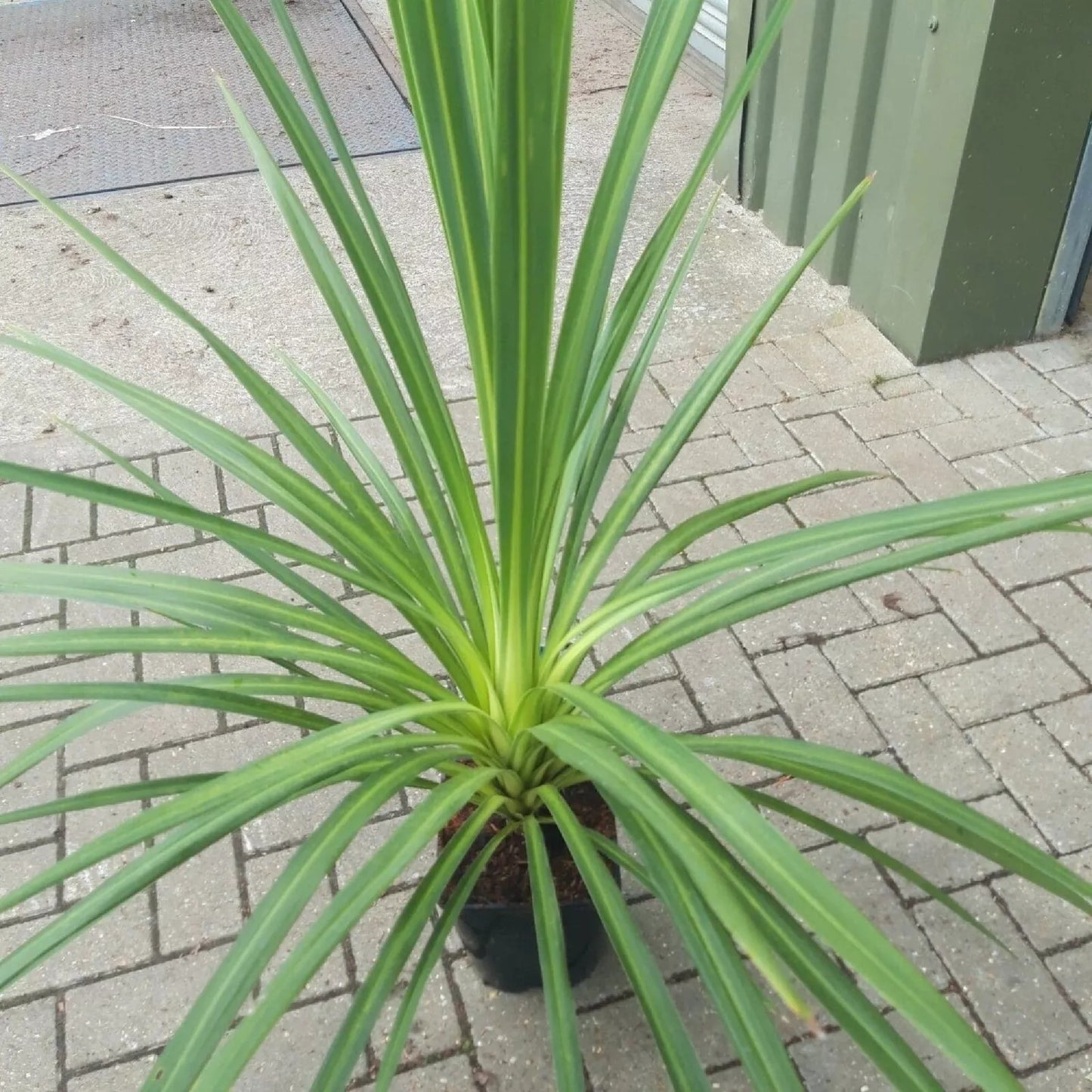 Blue Dracaena Seeds - Tropical Cordyline indivisa - Indoor & Outdoor Gardening - 10 Seeds