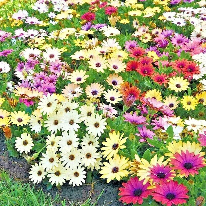 African Daisy Flower Seeds Mix – Cineraria Cape Marigold – Drought Tolerant, Easy to Grow, 201+ Seeds