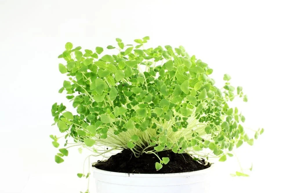 Organic Chia Seeds for Planting - Microgreens Salvia hispanica - 1 lb Bulk Pack