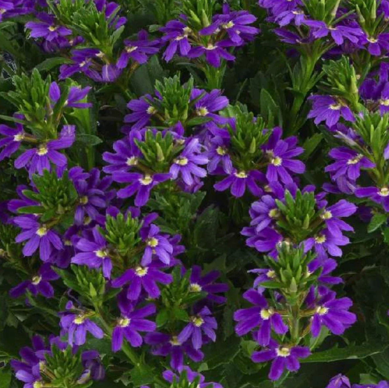 Scaevola Touch Indigo Live Plugs - 4 Baby Plants with Purple-Blue Blooms, Heat Tolerant Annual