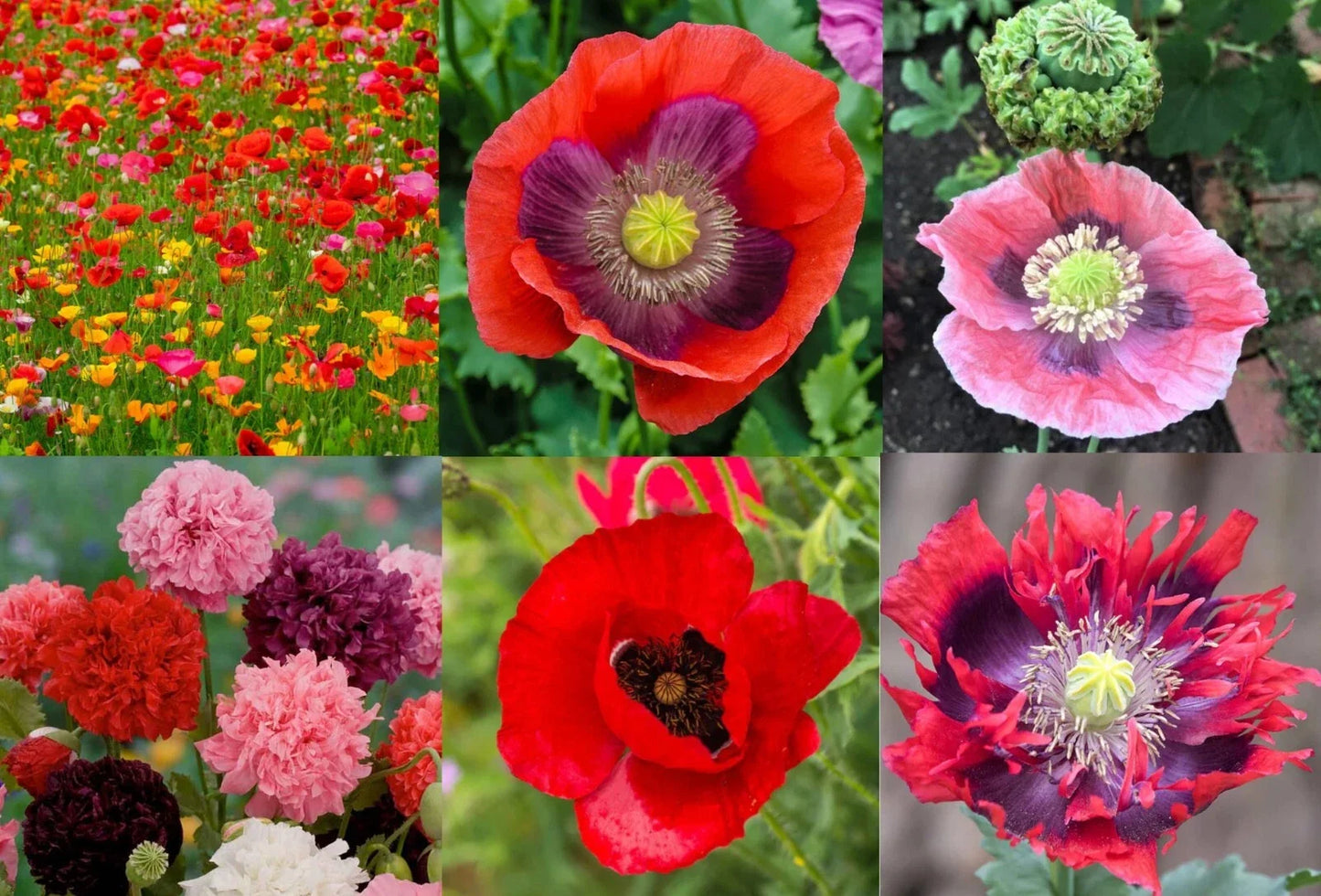 Landscaper's Pack Poppy Mix Seeds - Breadseed Papaver somniferum, Non-GMO, 5000 Seeds for Gardens & Landscaping